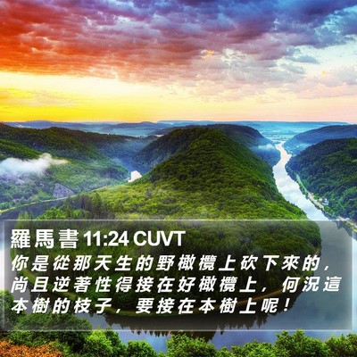 羅 馬 書 11:24 CUVT Bible Verse Image