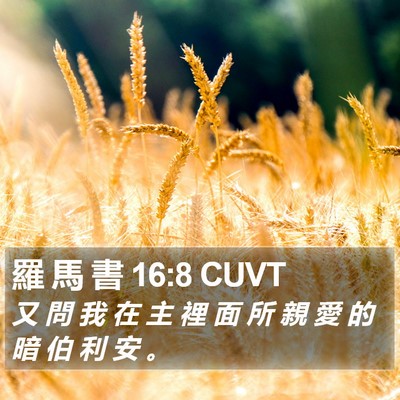 羅 馬 書 16:8 CUVT Bible Verse Image