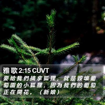 雅 歌 2:15 CUVT Bible Verse Image
