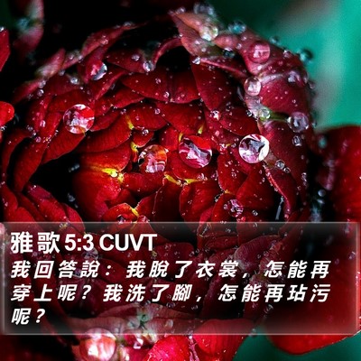 雅 歌 5:3 CUVT Bible Verse Image