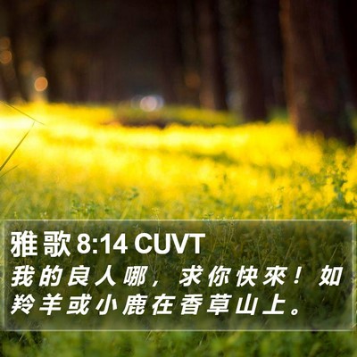 雅 歌 8:14 CUVT Bible Verse Image