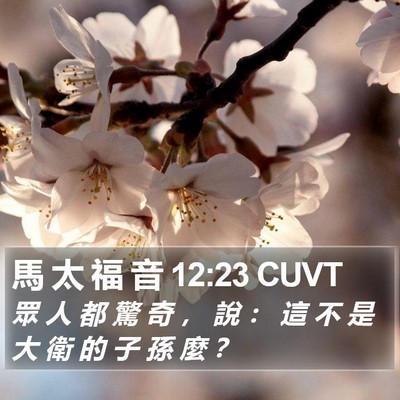 馬 太 福 音 12:23 CUVT Bible Verse Image