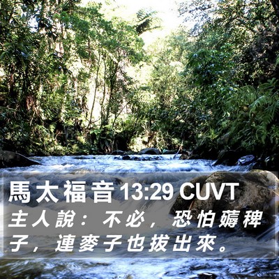 馬 太 福 音 13:29 CUVT Bible Verse Image