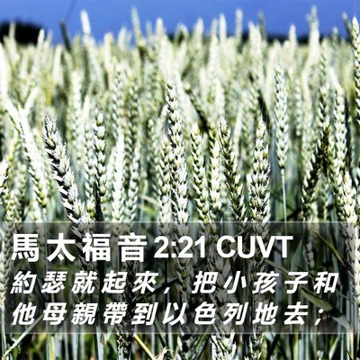 馬 太 福 音 2:21 CUVT Bible Verse Image