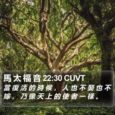 馬 太 福 音 22:30 CUVT Bible Verse Image