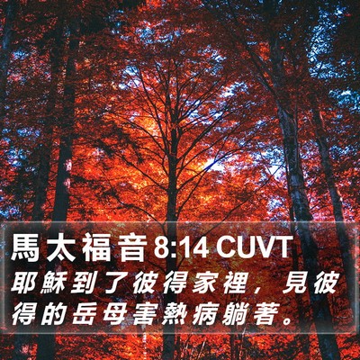 馬 太 福 音 8:14 CUVT Bible Verse Image