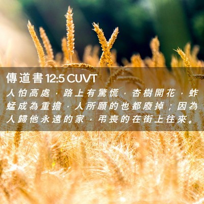 Picture 02 - 傳 道 書 12:5 CUVT - 人 怕 高 處 ， 路 上 有 驚 慌 ， 杏 - Bible Verse Picture
