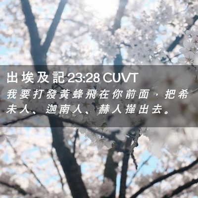 Picture 02 - 出 埃 及 記 23:28 CUVT - 我 要 打 發 黃 蜂 飛 在 你 前 面 ， - Bible Verse Picture