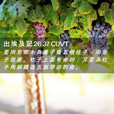 Picture 02 - 出 埃 及 記 26:37 CUVT - 要 用 皂 莢 木 為 簾 子 做 五 根 柱 - Bible Verse Picture