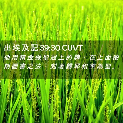 Picture 02 - 出 埃 及 記 39:30 CUVT - 他 用 精 金 做 聖 冠 上 的 牌 ， 在 - Bible Verse Picture