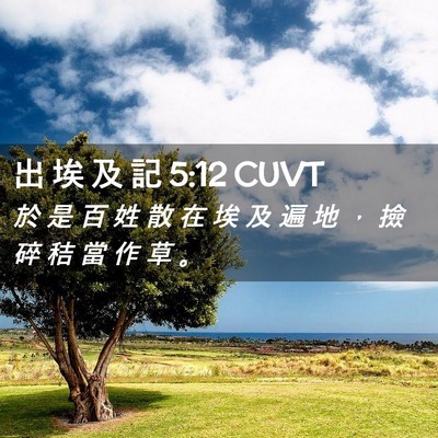 Picture 02 - 出 埃 及 記 5:12 CUVT - 於 是 百 姓 散 在 埃 及 遍 地 ， 撿 - Bible Verse Picture