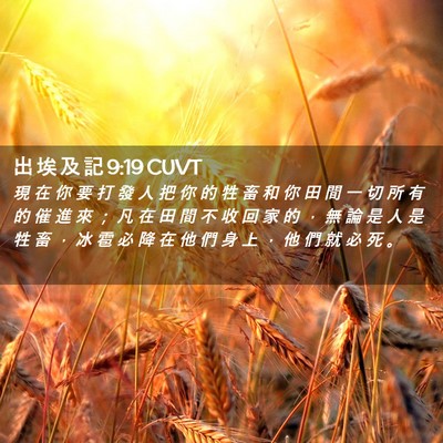 Picture 02 - 出 埃 及 記 9:19 CUVT - 現 在 你 要 打 發 人 把 你 的 牲 畜 - Bible Verse Picture