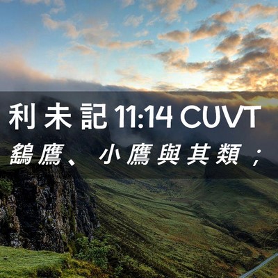 Picture 02 - 利 未 記 11:14 CUVT - 鷂 鷹 、 小 鷹 與 其 類 - Bible Verse Picture