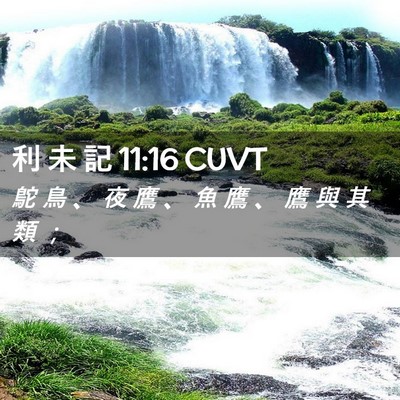 Picture 02 - 利 未 記 11:16 CUVT - 鴕 鳥 、 夜 鷹 、 魚 鷹 、 鷹 與 其 - Bible Verse Picture