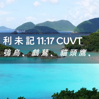 Picture 02 - 利 未 記 11:17 CUVT - 鴞 鳥 、 鸕 鶿 、 貓 頭 鷹 - Bible Verse Picture
