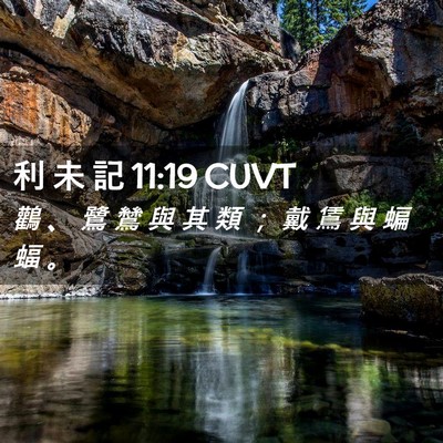 Picture 02 - 利 未 記 11:19 CUVT - 鸛 、 鷺 鷥 與 其 類 ； 戴 鵀 與 蝙 - Bible Verse Picture