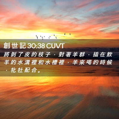 Picture 02 - 創 世 記 30:38 CUVT - 將 剝 了 皮 的 枝 子 ， 對 著 羊 群 - Bible Verse Picture