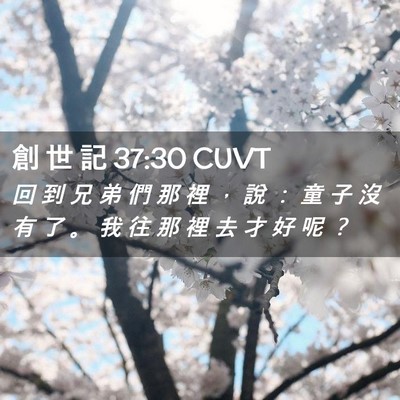 Picture 02 - 創 世 記 37:30 CUVT - 回 到 兄 弟 們 那 裡 ， 說 ： 童 子 - Bible Verse Picture