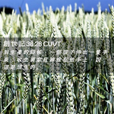 Picture 02 - 創 世 記 38:28 CUVT - 到 生 產 的 時 候 ， 一 個 孩 子 伸 - Bible Verse Picture