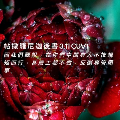 Picture 02 - 帖 撒 羅 尼 迦 後 書 3:11 CUVT - 因 我 們 聽 說 ， 在 你 們 中 間 有 - Bible Verse Picture