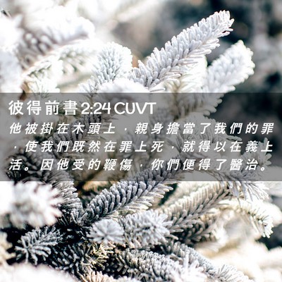 Picture 02 - 彼 得 前 書 2:24 CUVT - 他 被 掛 在 木 頭 上 ， 親 身 擔 當 - Bible Verse Picture