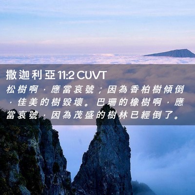 Picture 02 - 撒 迦 利 亞 11:2 CUVT - 松 樹 啊 ， 應 當 哀 號 ； 因 為 香 - Bible Verse Picture