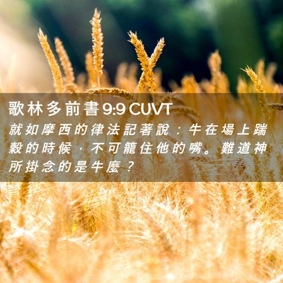 Picture 02 - 歌 林 多 前 書 9:9 CUVT - 就 如 摩 西 的 律 法 記 著 說 ： 牛 - Bible Verse Picture