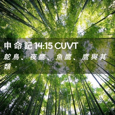 Picture 02 - 申 命 記 14:15 CUVT - 鴕 鳥 、 夜 鷹 、 魚 鷹 、 鷹 與 其 - Bible Verse Picture
