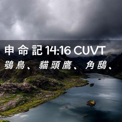 Picture 02 - 申 命 記 14:16 CUVT - 鴞 鳥 、 貓 頭 鷹 、 角 鴟 - Bible Verse Picture