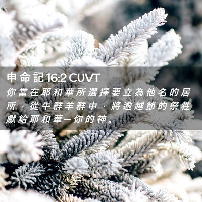 Picture 02 - 申 命 記 16:2 CUVT - 你 當 在 耶 和 華 所 選 擇 要 立 為 - Bible Verse Picture