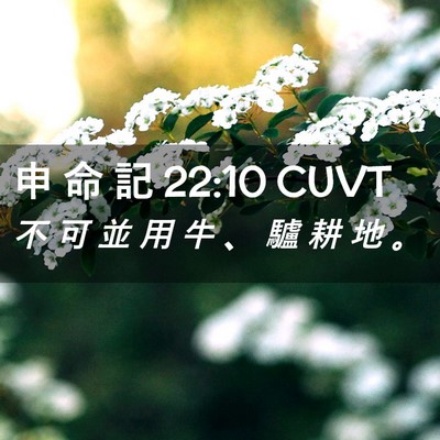 Picture 02 - 申 命 記 22:10 CUVT - 不 可 並 用 牛 、 驢 耕 地 - Bible Verse Picture