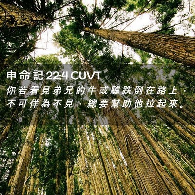 Picture 02 - 申 命 記 22:4 CUVT - 你 若 看 見 弟 兄 的 牛 或 驢 跌 倒 - Bible Verse Picture