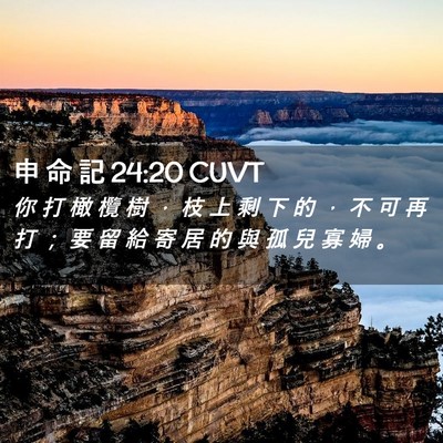 Picture 02 - 申 命 記 24:20 CUVT - 你 打 橄 欖 樹 ， 枝 上 剩 下 的 ， - Bible Verse Picture