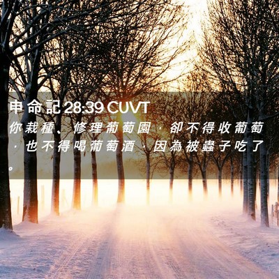 Picture 02 - 申 命 記 28:39 CUVT - 你 栽 種 、 修 理 葡 萄 園 ， 卻 不 - Bible Verse Picture