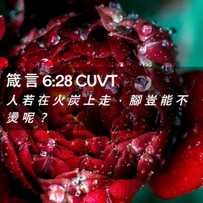 Picture 02 - 箴 言 6:28 CUVT - 人 若 在 火 炭 上 走 ， 腳 豈 能 不 - Bible Verse Picture