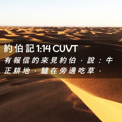 Picture 02 - 約 伯 記 1:14 CUVT - 有 報 信 的 來 見 約 伯 ， 說 ： 牛 - Bible Verse Picture