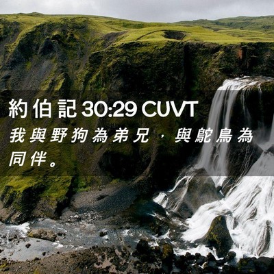 Picture 02 - 約 伯 記 30:29 CUVT - 我 與 野 狗 為 弟 兄 ， 與 鴕 鳥 為 - Bible Verse Picture