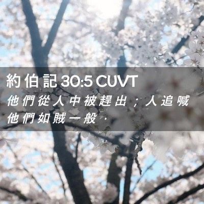 Picture 02 - 約 伯 記 30:5 CUVT - 他 們 從 人 中 被 趕 出 ； 人 追 喊 - Bible Verse Picture