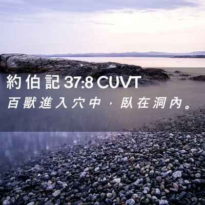 Picture 02 - 約 伯 記 37:8 CUVT - 百 獸 進 入 穴 中 ， 臥 在 洞 內 - Bible Verse Picture