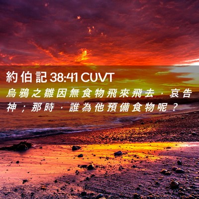 Picture 02 - 約 伯 記 38:41 CUVT - 烏 鴉 之 雛 因 無 食 物 飛 來 飛 去 - Bible Verse Picture