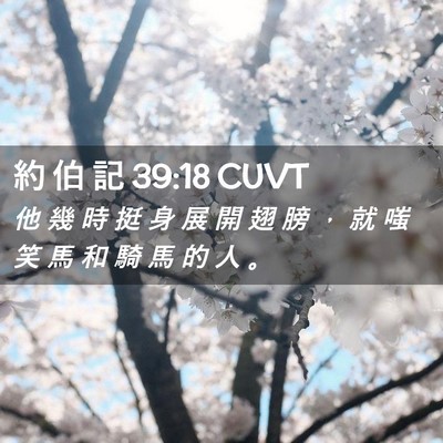 Picture 02 - 約 伯 記 39:18 CUVT - 他 幾 時 挺 身 展 開 翅 膀 ， 就 嗤 - Bible Verse Picture