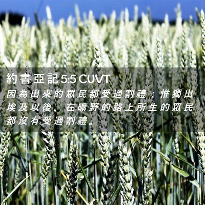 Picture 02 - 約 書 亞 記 5:5 CUVT - 因 為 出 來 的 眾 民 都 受 過 割 禮 - Bible Verse Picture