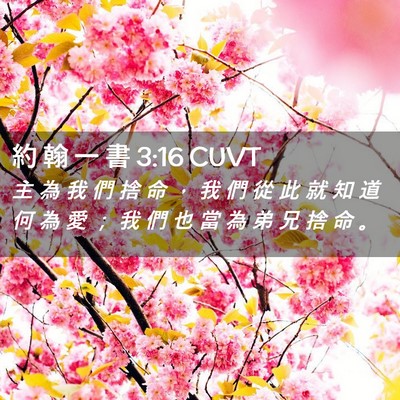 Picture 02 - 約 翰 一 書 3:16 CUVT - 主 為 我 們 捨 命 ， 我 們 從 此 就 - Bible Verse Picture
