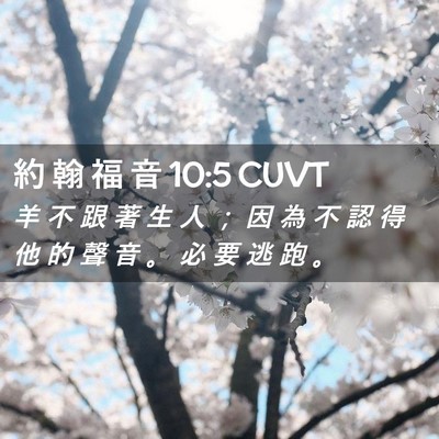 Picture 02 - 約 翰 福 音 10:5 CUVT - 羊 不 跟 著 生 人 ； 因 為 不 認 得 - Bible Verse Picture
