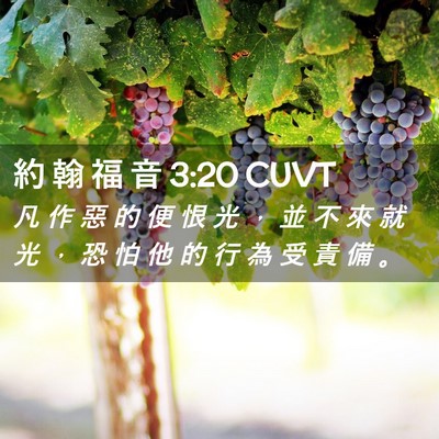 Picture 02 - 約 翰 福 音 3:20 CUVT - 凡 作 惡 的 便 恨 光 ， 並 不 來 就 - Bible Verse Picture