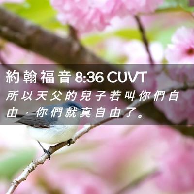 Picture 02 - 約 翰 福 音 8:36 CUVT - 所 以 天 父 的 兒 子 若 叫 你 們 自 - Bible Verse Picture