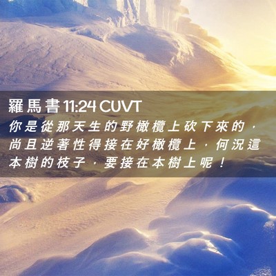 Picture 02 - 羅 馬 書 11:24 CUVT - 你 是 從 那 天 生 的 野 橄 欖 上 砍 - Bible Verse Picture