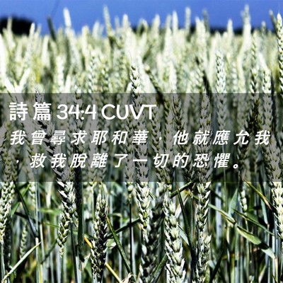 Picture 02 - 詩 篇 34:4 CUVT - 我 曾 尋 求 耶 和 華 ， 他 就 應 允 - Bible Verse Picture