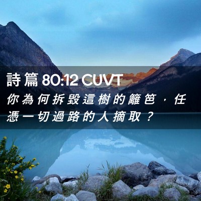 Picture 02 - 詩 篇 80:12 CUVT - 你 為 何 拆 毀 這 樹 的 籬 笆 ， 任 - Bible Verse Picture