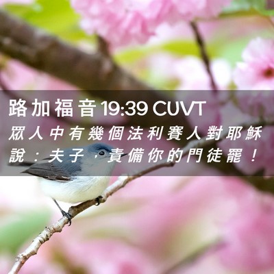 Picture 02 - 路 加 福 音 19:39 CUVT - 眾 人 中 有 幾 個 法 利 賽 人 對 耶 - Bible Verse Picture